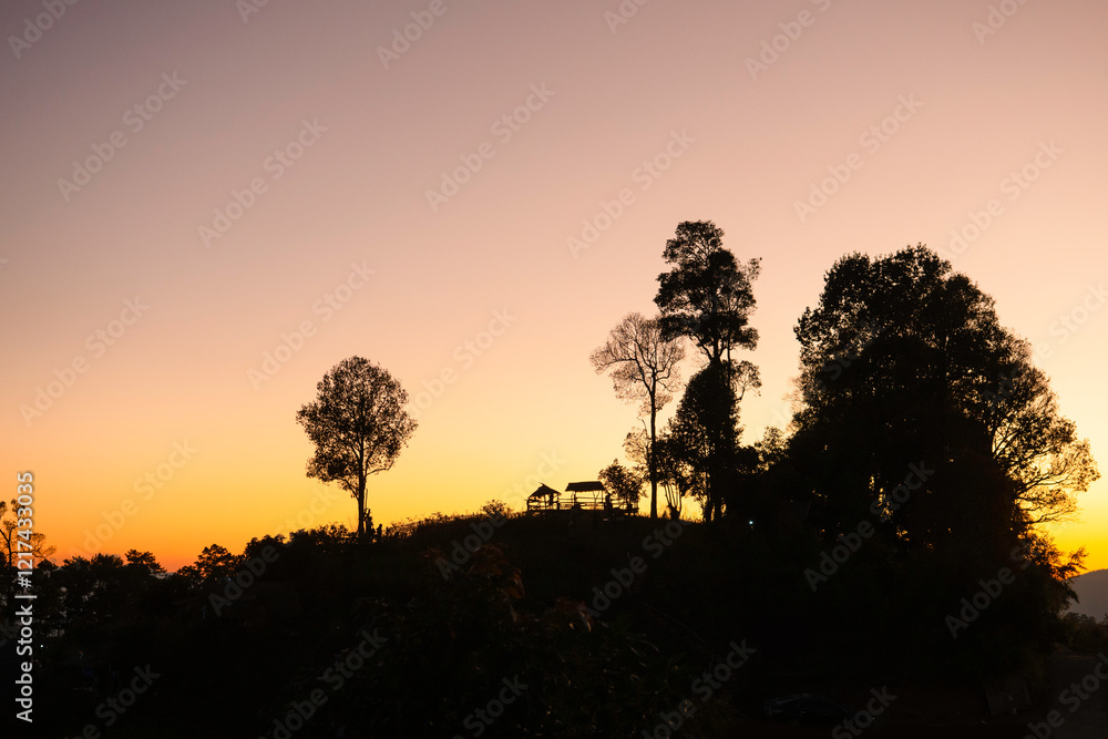 tree with sunset in the forest