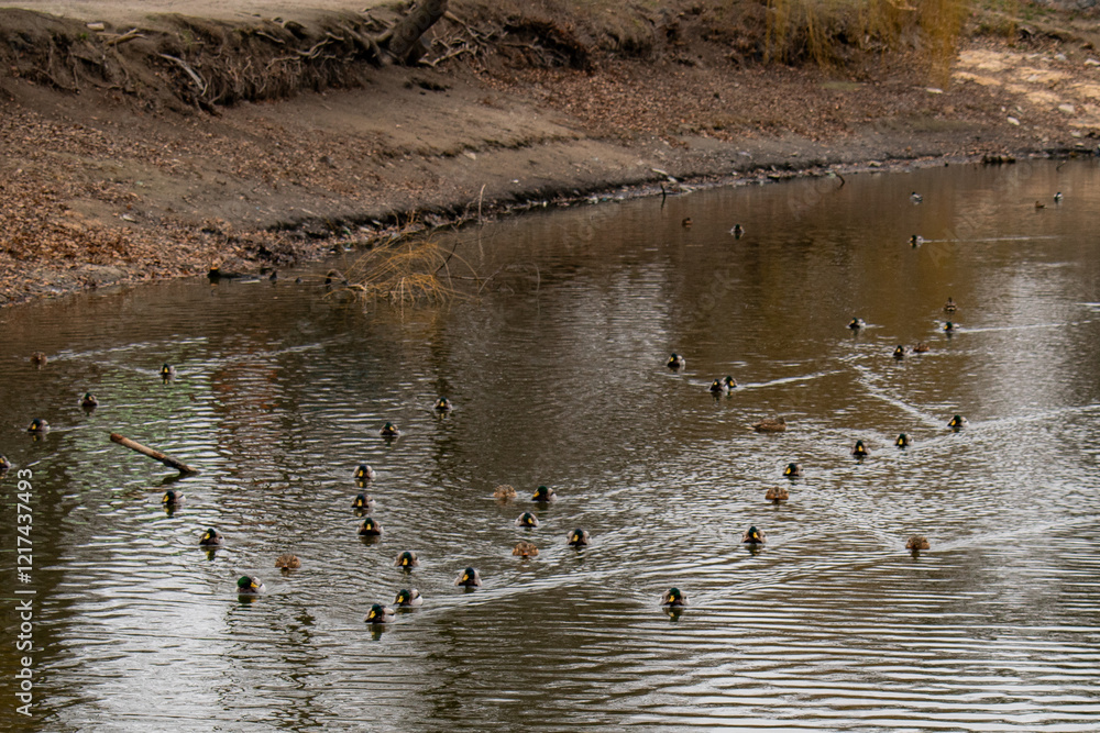 A group of ducks sitting in a pond in an autumn park. Perfect for themes of nature conservation, wildlife protection, and the beauty of preserving natural habitats. A group of ducks sitting in a pond in an autumn park. Perfect for themes of nature conservation, wildlife protection, and the beauty of preserving natural habitats.