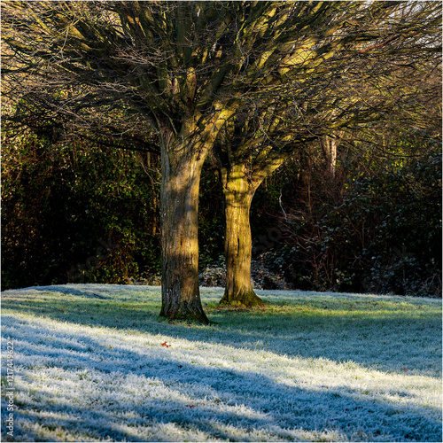 Wallpaper Mural Two trees in the frost with shadows Torontodigital.ca