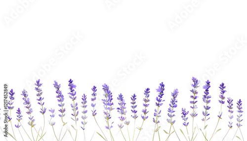 Transparent PNG Floral Border Graphic Resource Perfect for Designing Leaflets, Brochures, Poetry, Song Backgrounds, and Other Creative Projects