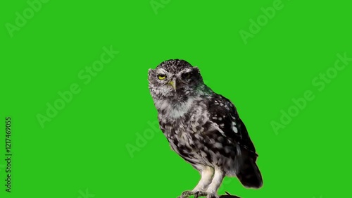 Adorable owl chirping and speaking on a green screen background ideal for wildlife and creative projects photo