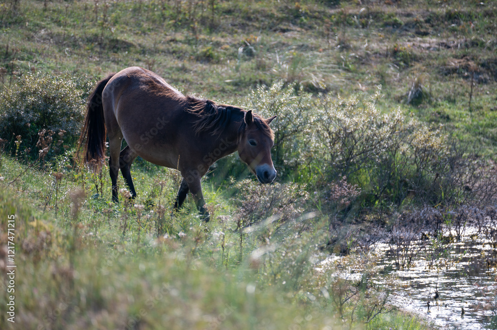 Wild horse at a small lake in a dune landscape Wild horse at a small lake in a dune landscape