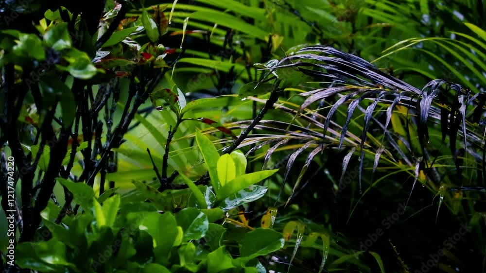 Rain in the flower garden. Rain drop on leaf tree Rain in the flower garden. Rain drop on leaf tree