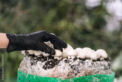 Φωτογραφία Harvesting fresh white champignons from mushroom substrate outdoors