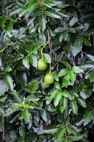 Wallpaper Mural Large avocado fruit tree (Persea americana) laden with ripening fruit in the field Torontodigital.ca