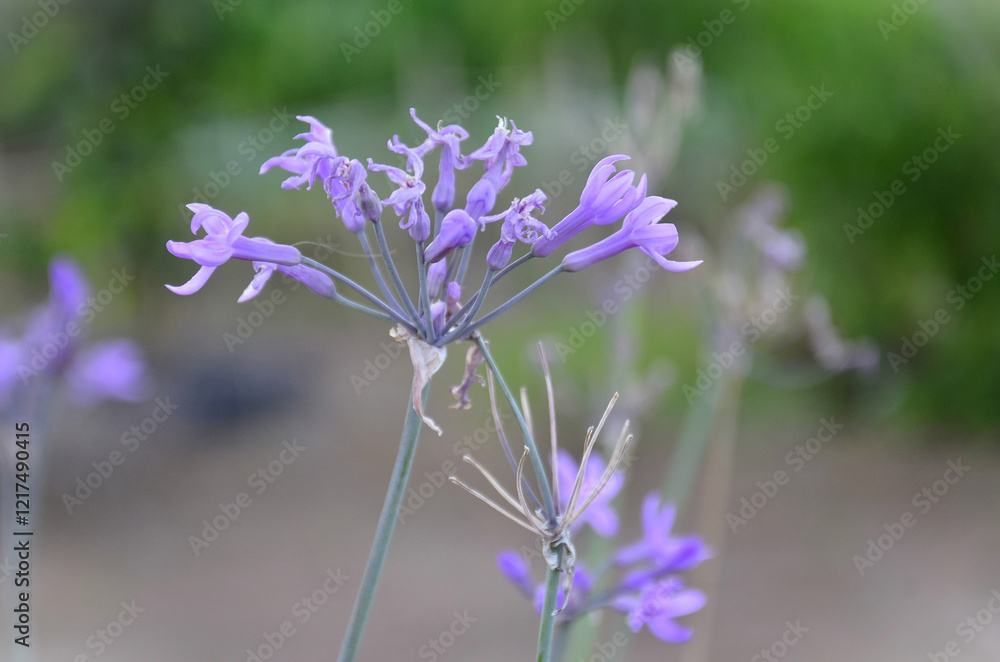 Obraz premium Beautiful flower of the social garlic (Tulbaghia violacea) in the vegetable garden