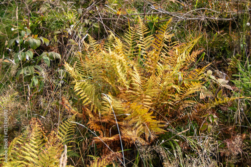 Farn im Wald photo