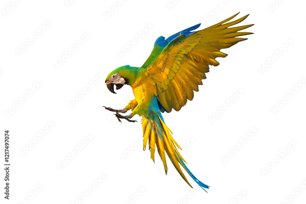 Fototapeta premium Colorful flying Buff Gold Macaw parrot isolated on transparent background png file