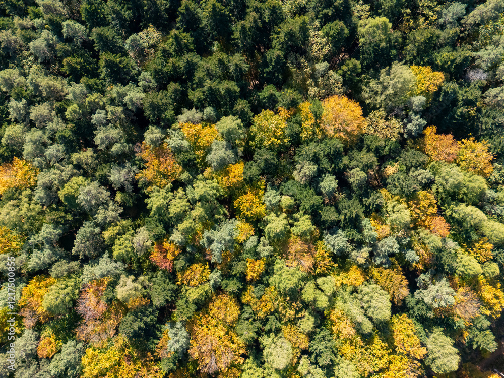 Aerial view of a vibrant forest showcasing seasonal foliage with a mix of green and autumn colors Aerial view of a vibrant forest showcasing seasonal foliage with a mix of green and autumn colors