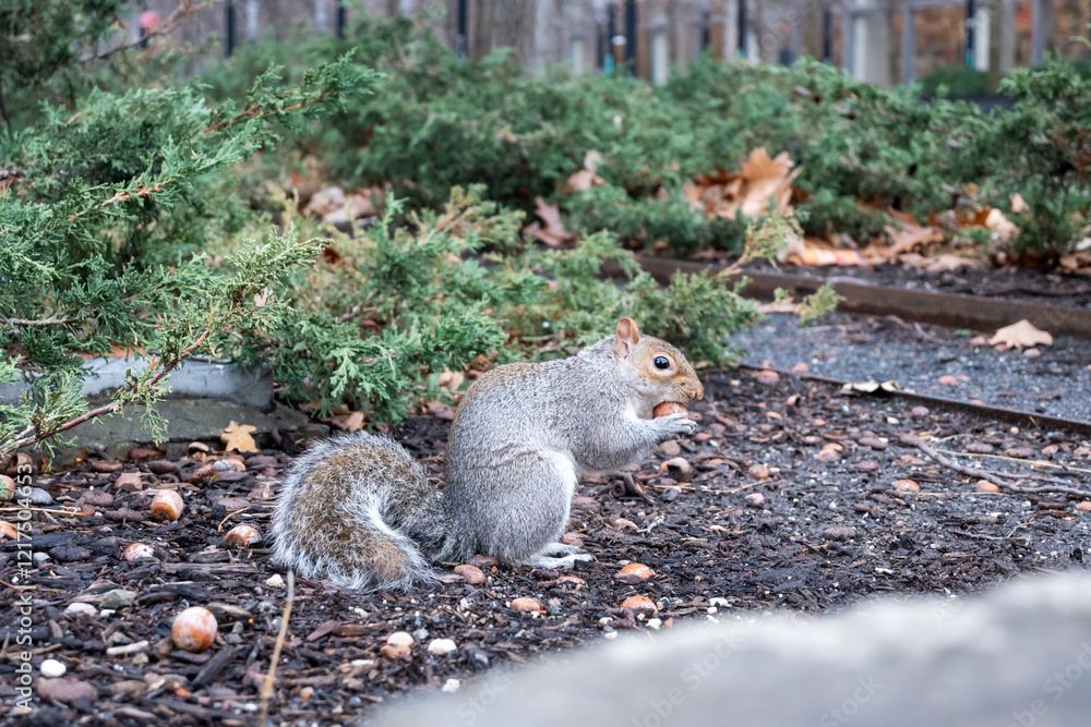 A gray squirrel is eating from a pile of acorns A gray squirrel is eating from a pile of acorns