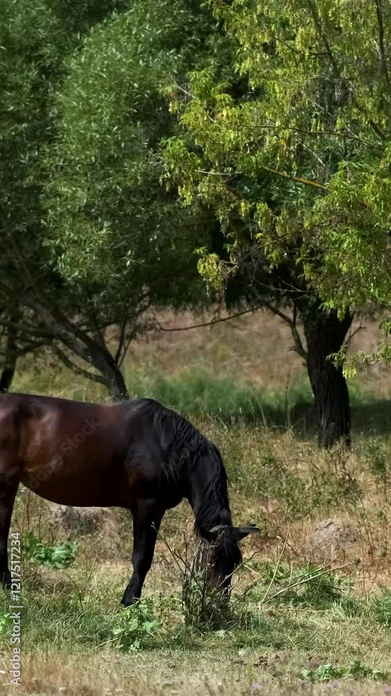 A brown and black horse eats grass in the garden on a hot summer day. A brown and black horse eats grass in the garden on a hot summer day.