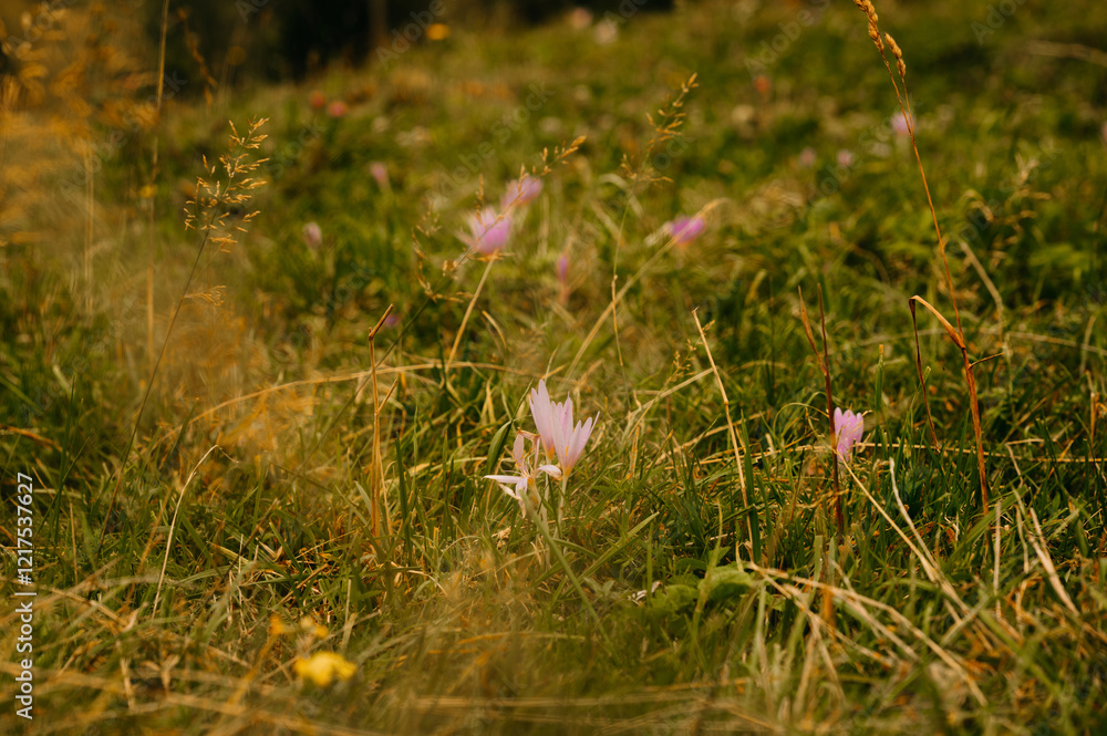 A tranquil meadow filled with vibrant and beautiful wildflowers, capturing the true essence of natures beauty A tranquil meadow filled with vibrant and beautiful wildflowers, capturing the true essence of natures beauty