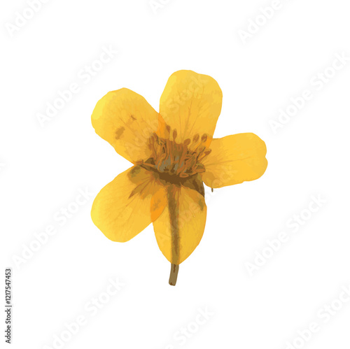 Pressed dried flower realistic illustration isolated on transparent background