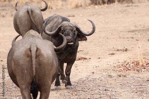 Photography Buffalo spotting on safari