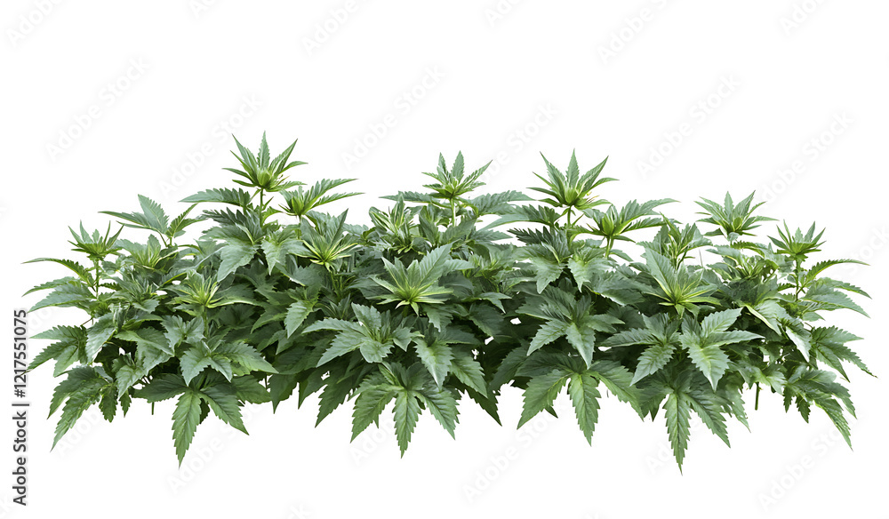 Fototapeta premium Stimulating nettle isolated on white background PNG.AI GENERATED