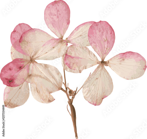 Pressed dried flower realistic illustration isolated on transparent background
