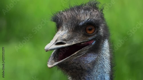  unusually beautiful and unusual emu ostrich looks at the camera with big eyes and a big mouth