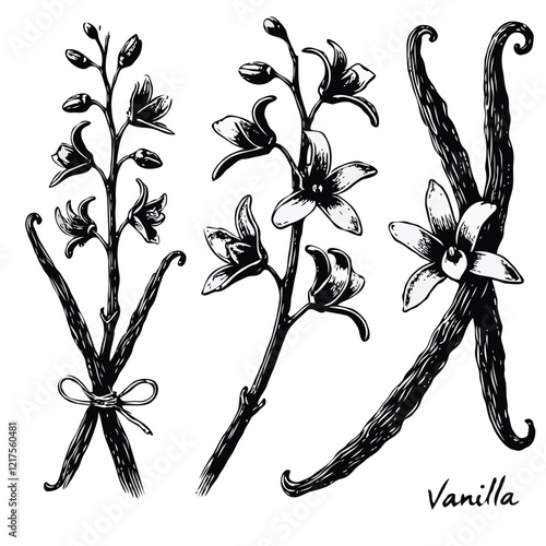 Adobe Illustrator Artwork. Vintage Plant Botanical Illustration. Vanilla pods and flowers set, vintage line drawing or engraving. Set of hand drawn orchid, leaves and buds, branch, stem