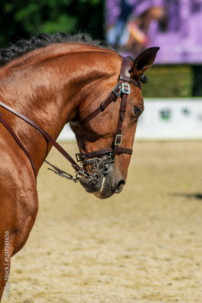 Obraz premium lusitano purebred brown horse and its rider in an equestrian competition, dressage concept background