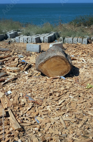 un billot de bois chez un sculpteur d'art africain prêt à être taillé sur la corniche de Dakar au Sénégal en Afrique photo