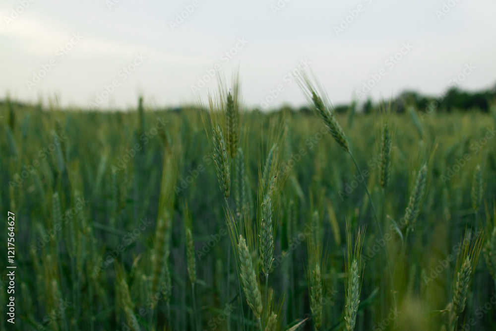 Ripening fresh ears of young green wheat in field. Agricultural concept background. Wheat crops field. Detailed view of growing green wheat sprouts against sky background in spring summer days. High Ripening fresh ears of young green wheat in field. Agricultural concept background. Wheat crops field. Detailed view of growing green wheat sprouts against sky background in spring summer days. High