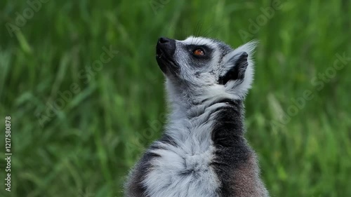portrait of a lemur on a background of green grass, slow motion
