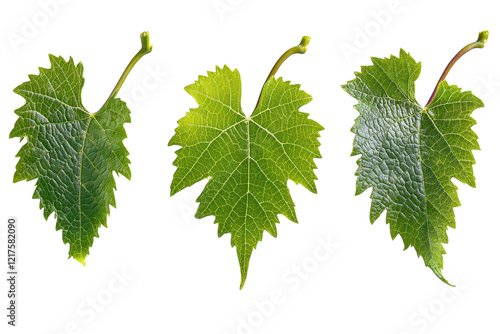 A collection of three vine leaves in deep green tones PNG transparent. photo