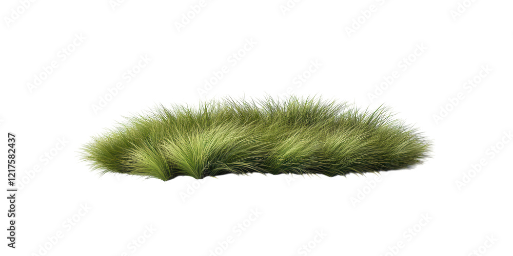 Grass with striped pattern isolated. PNG transparent. Grass with striped pattern isolated. PNG transparent.