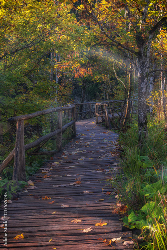 A beautiful wooden pathway in an autumn forest