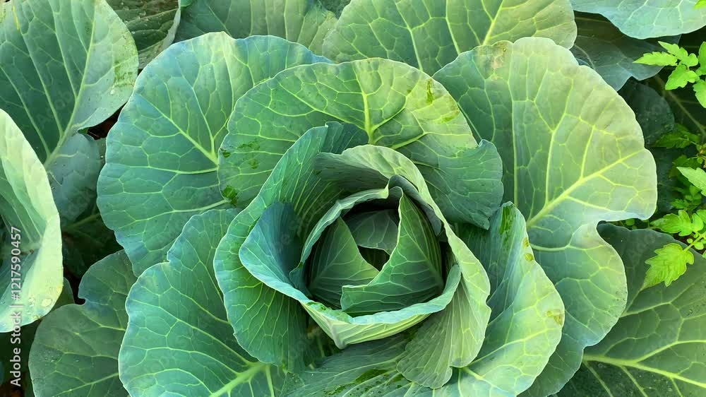 Cabbage growing in field, Cabbage in field Cabbage growing in field, Cabbage in field