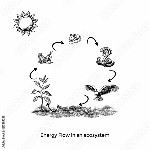 Ecosystem