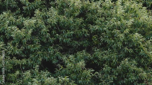Chestnut tree with foliage and fruits dancing in the breeze