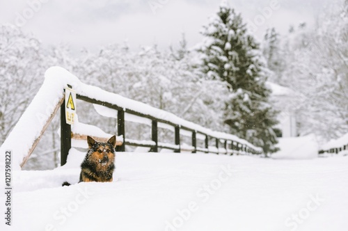 A lively dog bounds through the deep snow in Plaiul Foii, surrounded by trees blanketed in white. The serene winter atmosphere invites joy and adventure photo