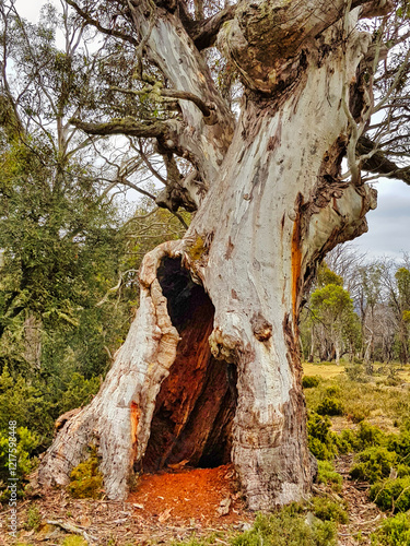 Fotografie Giant hollow eucalyptus tree in the temperate forest of the Central Highlands of