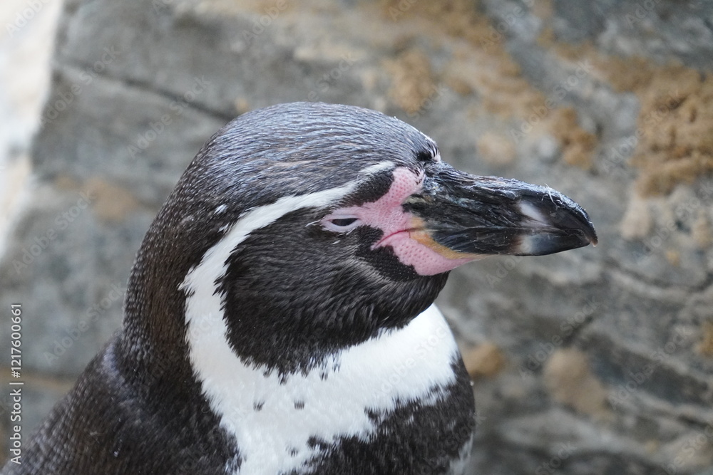 Naklejka premium Humboldt penguin
