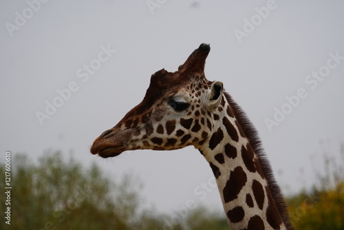 Photography reticulated giraffes