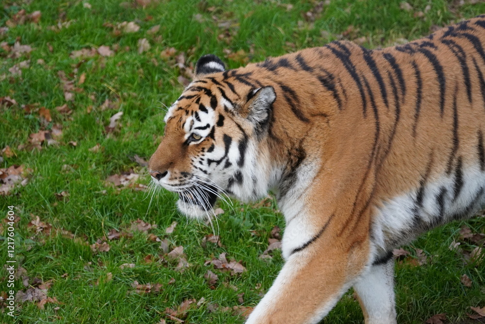 Siberian Tiger Siberian Tiger