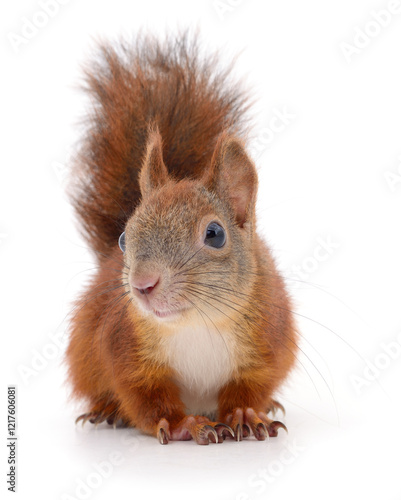 Foto Eurasian red squirrel.
