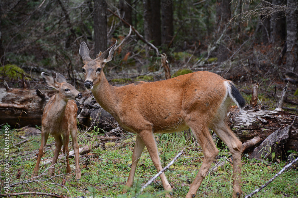 Mule Deer Doe And Fawn Standing Together In Forest Opening At Mt. Rainier National Park