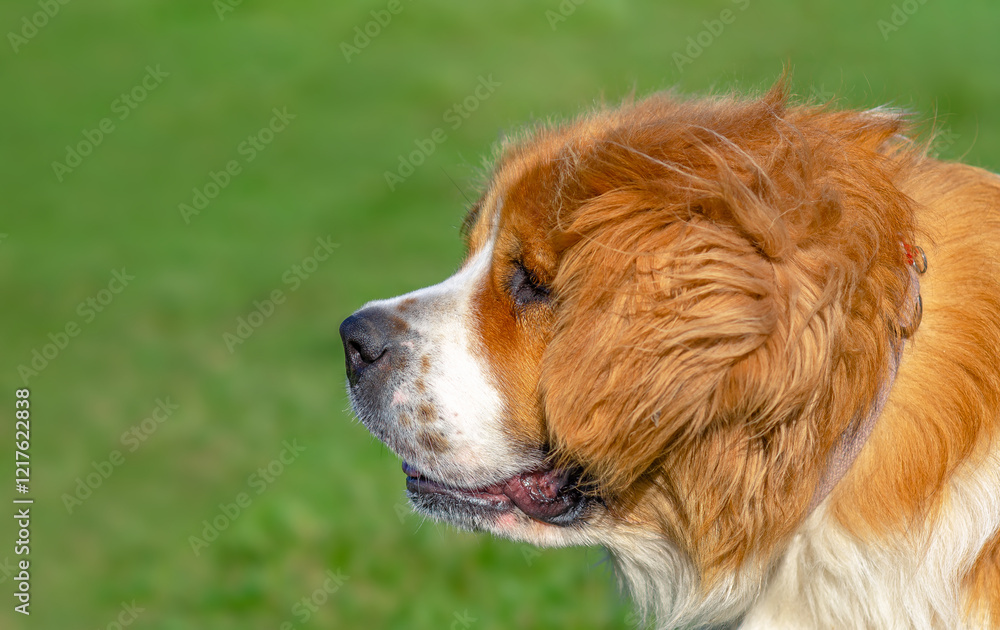 Side view of head of Moscow watchdog against green grass. Red and white fluffy dog with long fur and long ears Side view of head of Moscow watchdog against green grass. Red and white fluffy dog with long fur and long ears