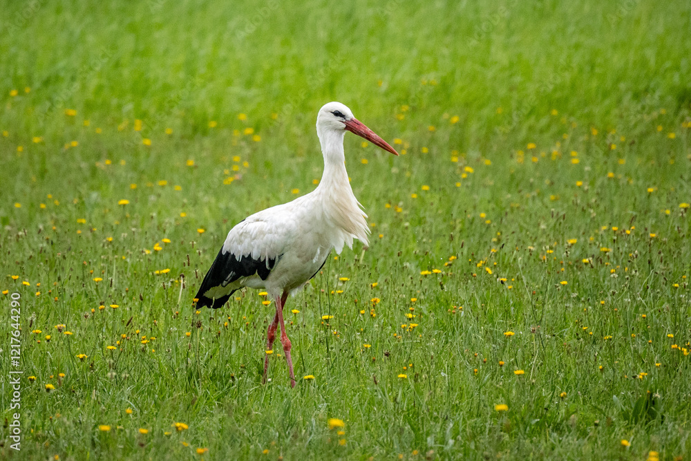 Fototapeta premium Ein Vogel Weißstorch steht auf einer Wiese