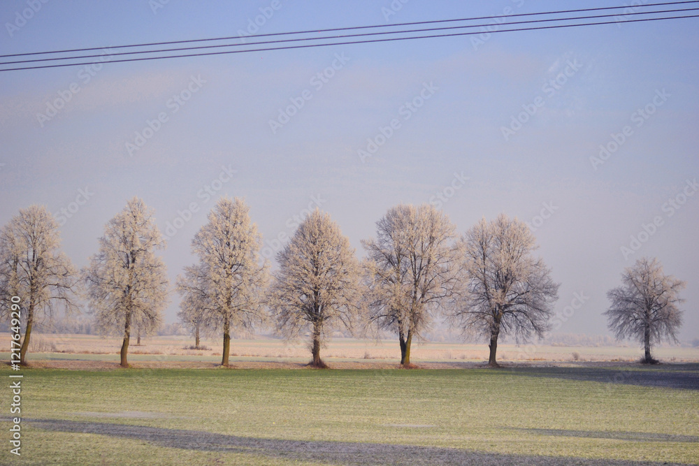 Fototapeta premium Sunny cold winter day in Lithuania with crispy frozen trees