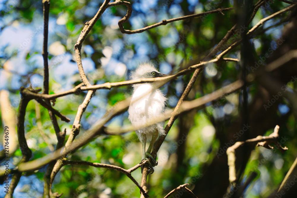Obraz premium Young Cattle Egret Falls from Nest and Injures Head, Perched on Mangrove Branch