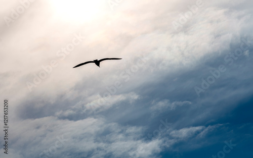 seagull in flight in the sunset