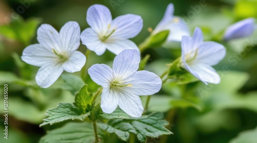 Wild Bluebell Flowers in Natural Habitat with Green Foliage Showcasing Healing Properties and Macro Details in Countryside Setting
