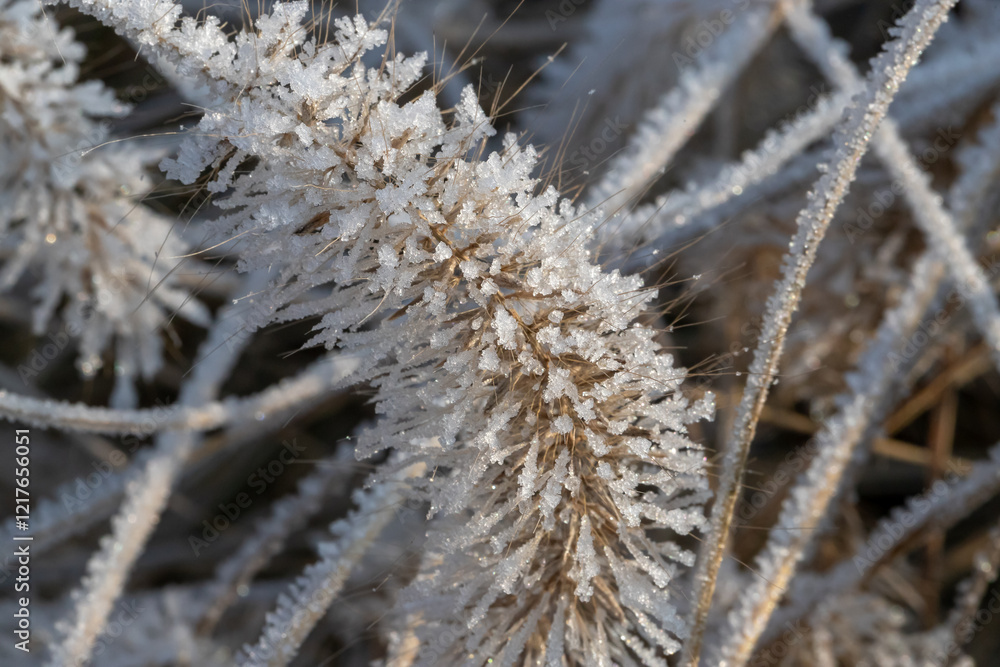 Close-Up of Frost-Covered Grass Blade in a Winter Setting Close-Up of Frost-Covered Grass Blade in a Winter Setting