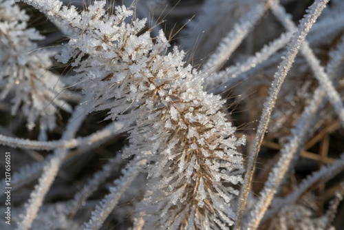 Close-Up of Frost-Covered Grass Blade in a Winter Setting