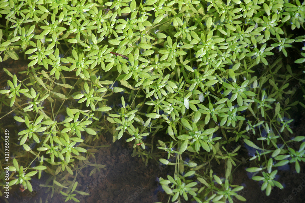 Fototapeta premium Aquatic plant Callitriche grows in nature