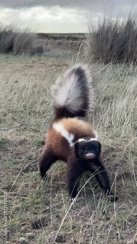 Close up video of a skunk in the pampa on the Valdez Peninsula, Puerto Madryn, Chubut, Argentina