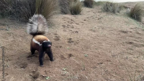 Close up video of a skunk on the Valdez Peninsula, Puerto Madryn, Chubut, Argentina